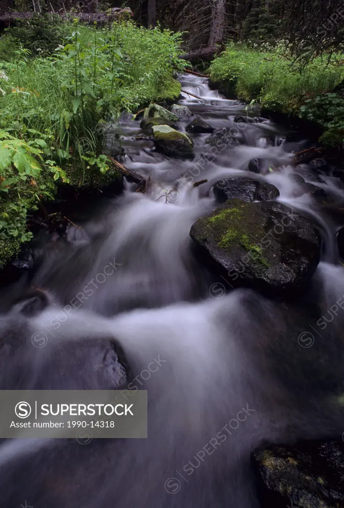 Small stream in rainforest, Vancouver, British Columbia, Canada