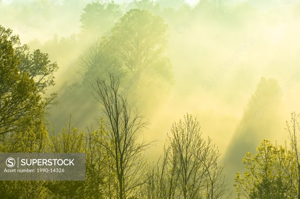 Morning sunlight filters through trees and mist over the Grand River near West Montrose, Ontario, Canada