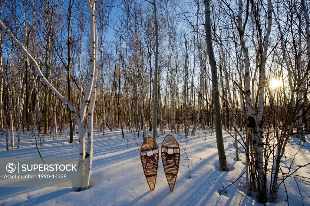 Birch Betula papyrifera forest and snowshoes in early spring, Mount Nemo Conservation Area near Burlington, Ontario, Canada