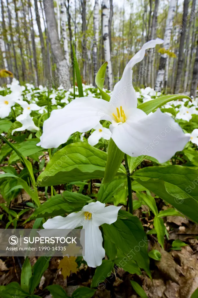 White Trillium Trillium grandiflorum flowers prior to leaf_out in hardwood forest, near Hope Bay, Ontario, Canada. The White Trillium is Ontario´s Pro...