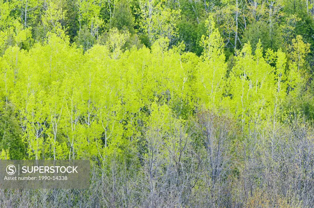 Early leaf_out of Poplar, Birch and Maple trees create several shades of green in a spring forest near Hope Bay, Ontario, Canada