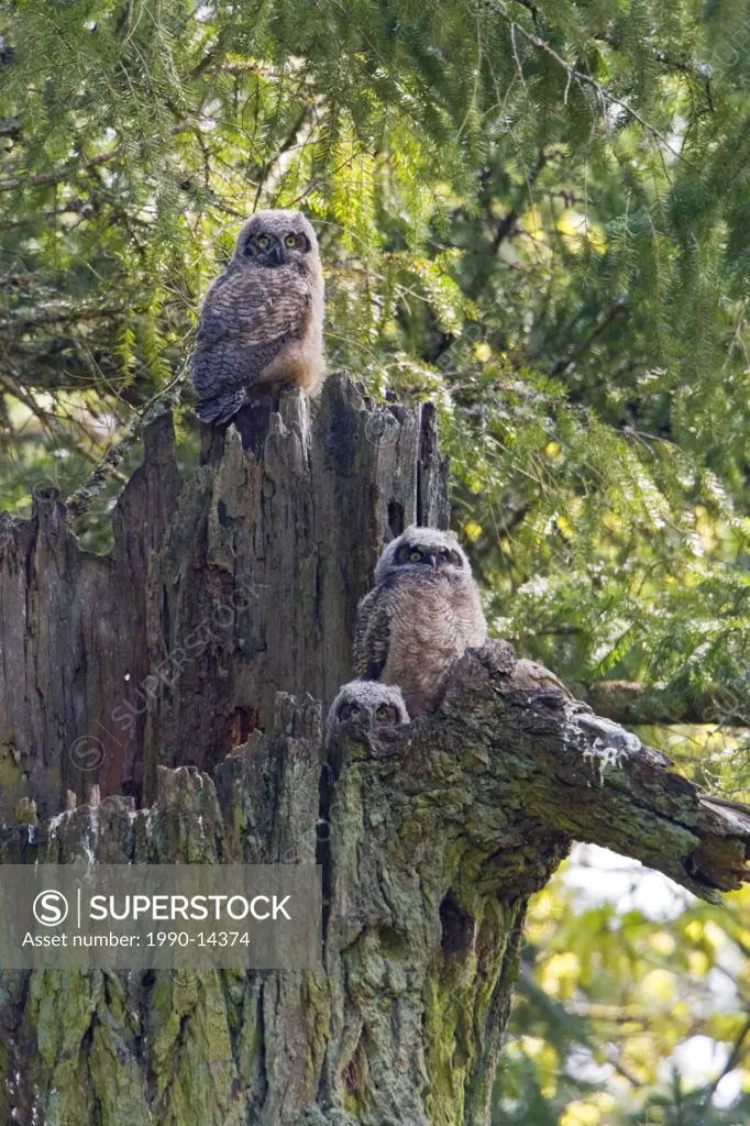 Two Great Horned Owl Bubo virginianus perched on a dead tree in Victoria, Vancouver Island, British Columbia, Canada