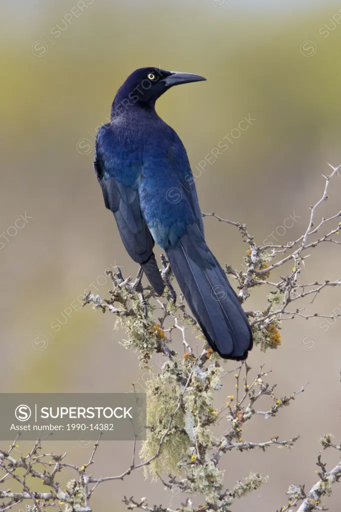 Great_tailed Grackle Quiscalus mexicanus perched on a branch at Falcon State Park, Texas, USA