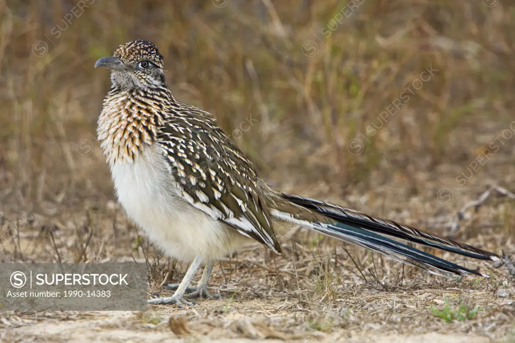 Greater Roadrunner Geococcyx californianus in a dry scrubland area of Falcon State Park, Texas, USA