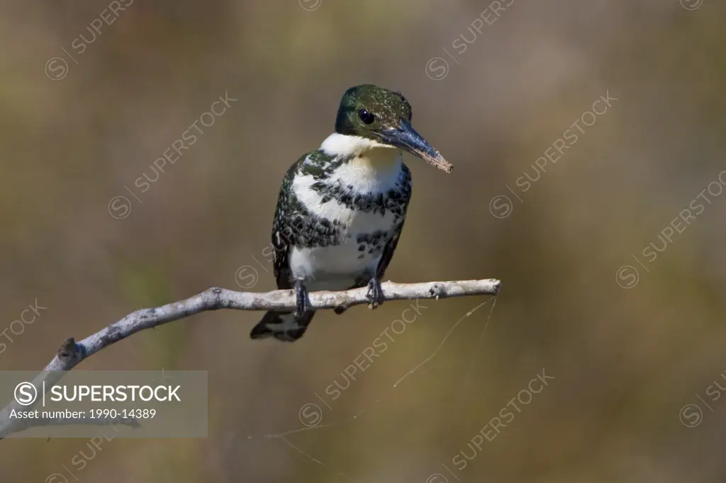 Green Kingfisher Chloroceryle americana perched on a branch at Estero Llano Grande State Park in Texas, USA