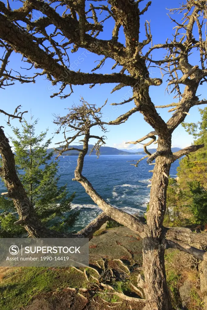 Tree with ocean at Lighthouse Park in West Vancouver, British Columbia, Canada