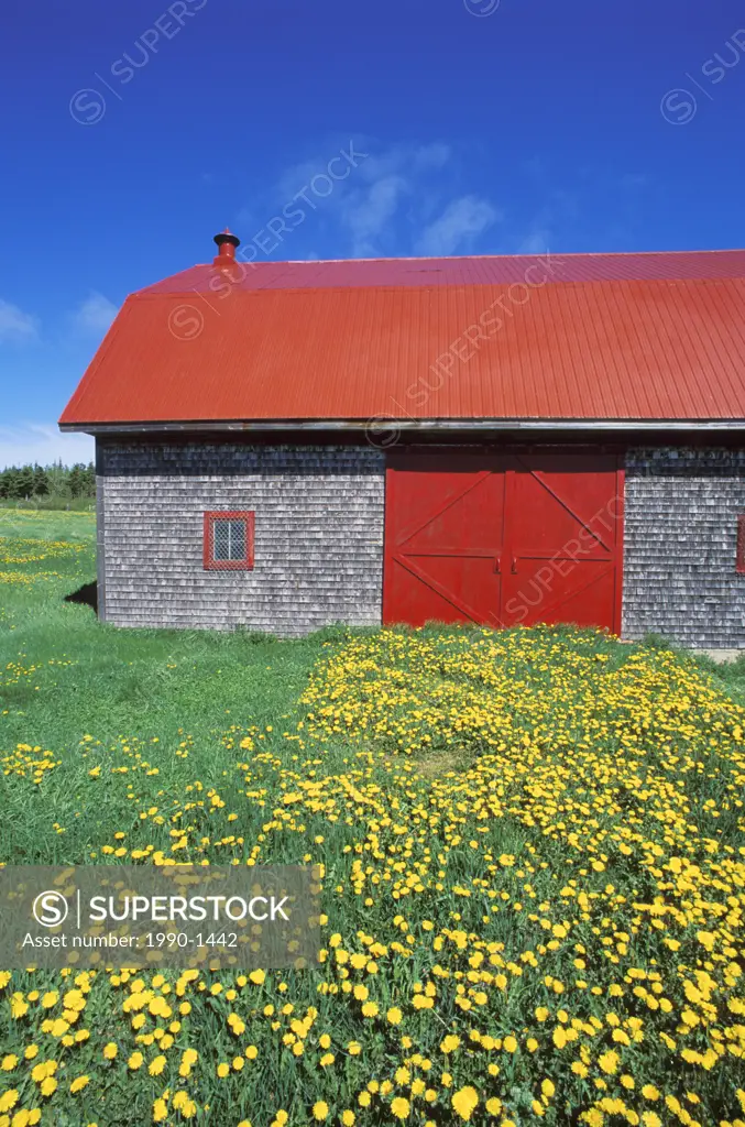 red roofed barn and dandelions, Gaspe Peninsula, Quebec, Canada