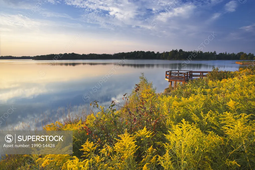 Goldenrod Solidago along Lake Napenco, Binbrook Conservation Area, Binbrook, Ontario, Canada