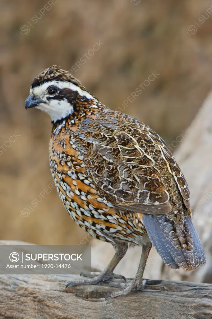 Northern Bobwhite Colinus virginianus perched on a branch at Falcon State Park, Texas, USA