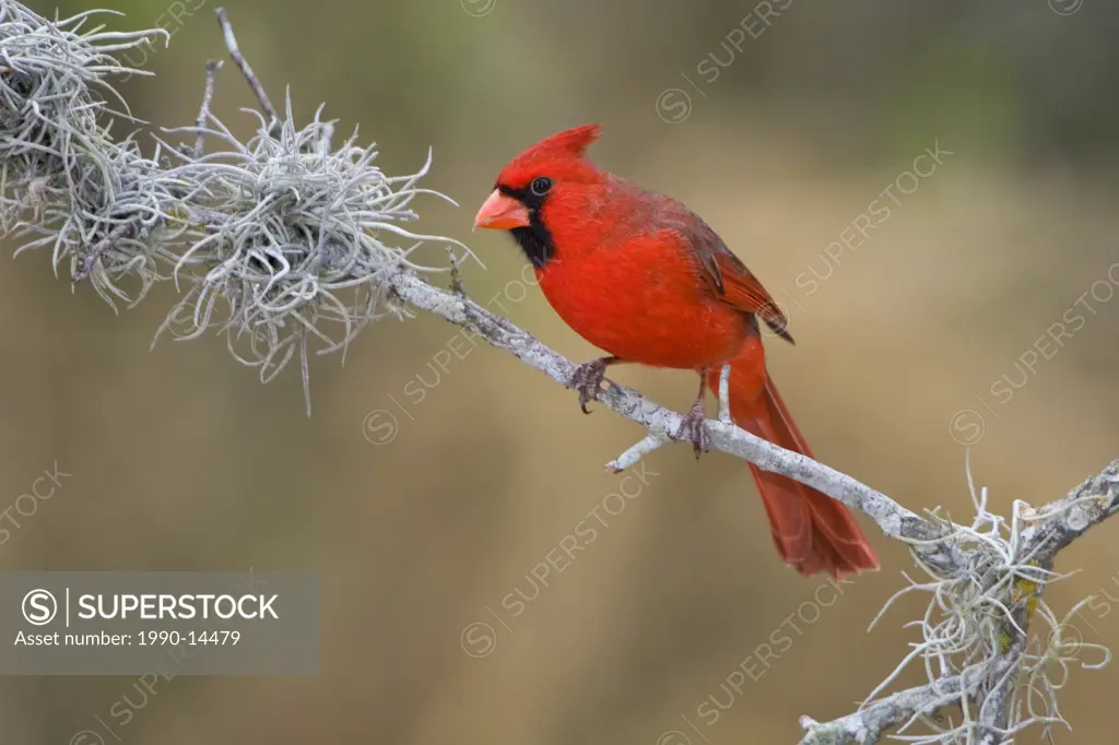 Northern Cardinal Cardinalis cardinalis perched on a branch in the Rio Grande Valley of Texas, USA