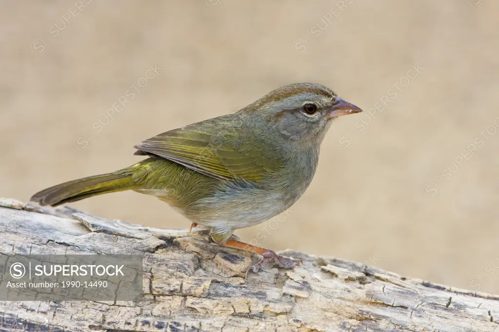 Olive Sparrow Arremonops rufivirgatus perched on a branch at Falcon State Park, Texas, USA