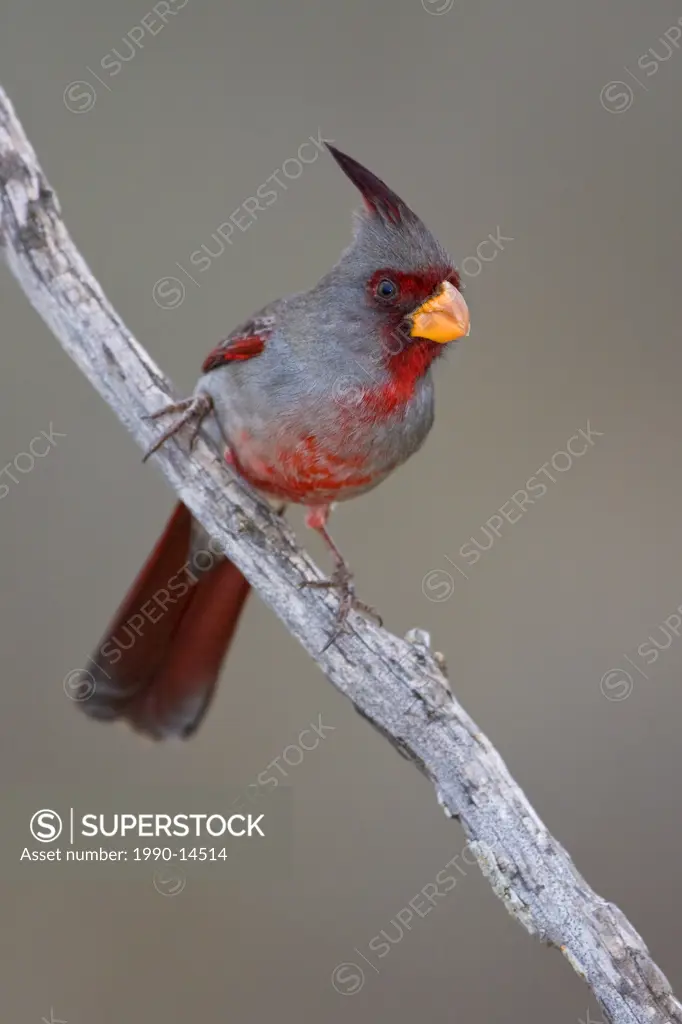 Pyrrhuloxia Cardinalis sinuatus perched on a branch at Falcon State Park, Texas, USA