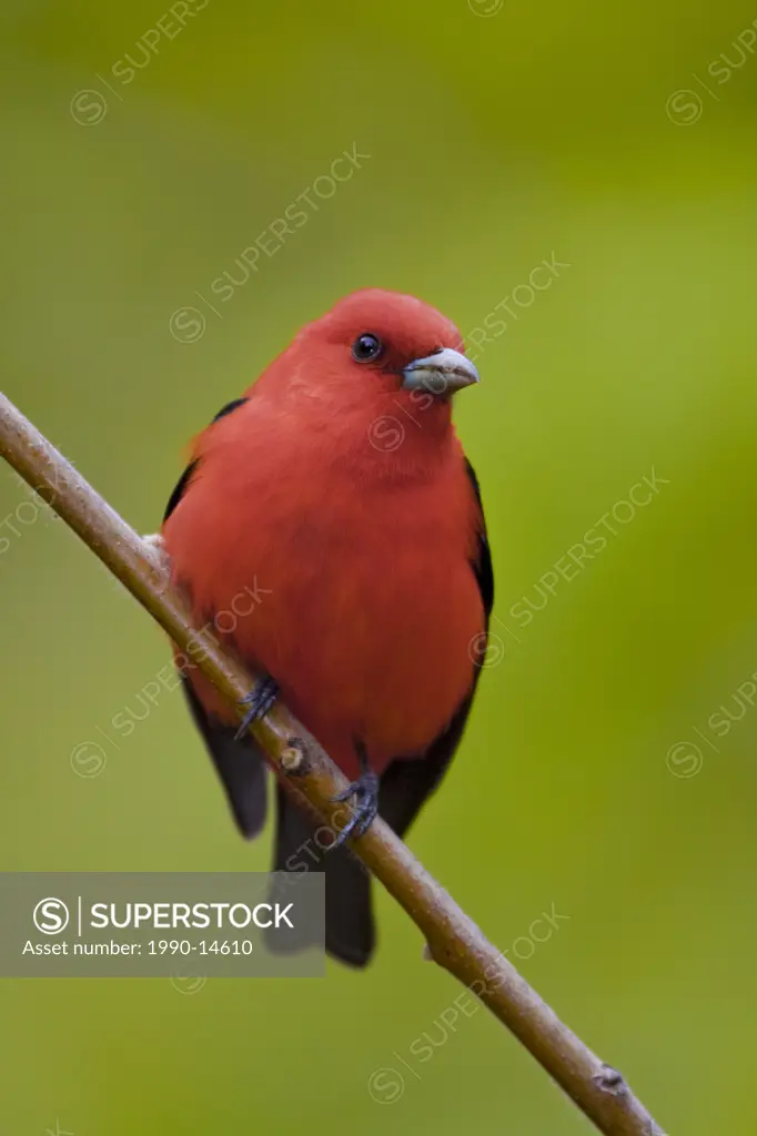 Scarlet Tanager Piranga olivacea perched on a branch near Long Point, Ontario, Canada