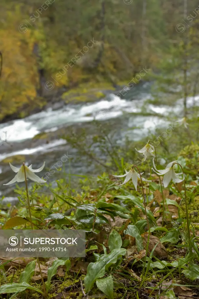 Fawn lilies growing by Cowichan River, Vancouver Island, British Columbia, Canada