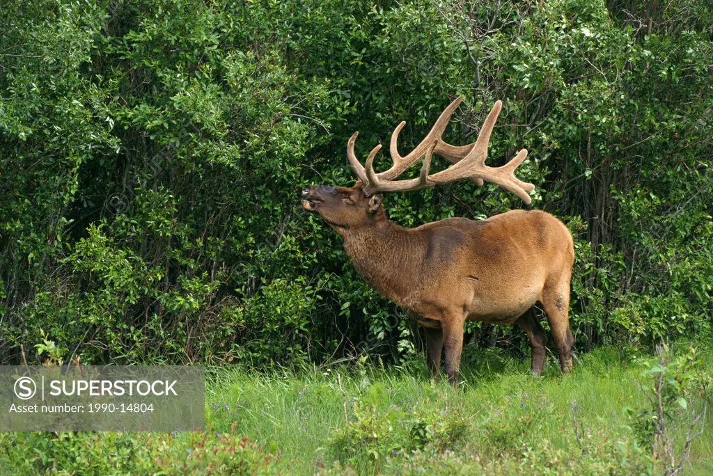 Bull elk Cervus canadensis with velvet antlers, Jasper National Park, Alberta, Canada