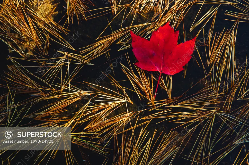 Close_up of red maple Acer Rubrum leaf and eastern white pine Pinus strobus needles in pool of water, Killarney Provincial Park, Ontario, Canada