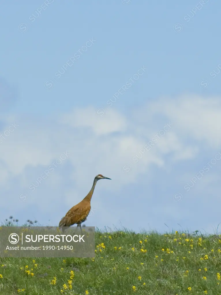 Adult Sandhill crane Grus canadensis, walking in meadow of Golden bean Thermopsis rhombifolia, Alberta, Canada. A very large gray wading bird of open ...
