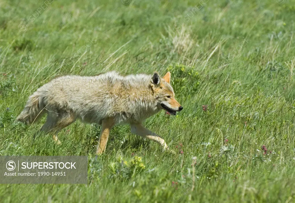 Adult coyote Canis latrans hunting on prairie grasslands, Waterton Lakes National Park, Alberta, Canada. The best runner among the canids the coyote c...
