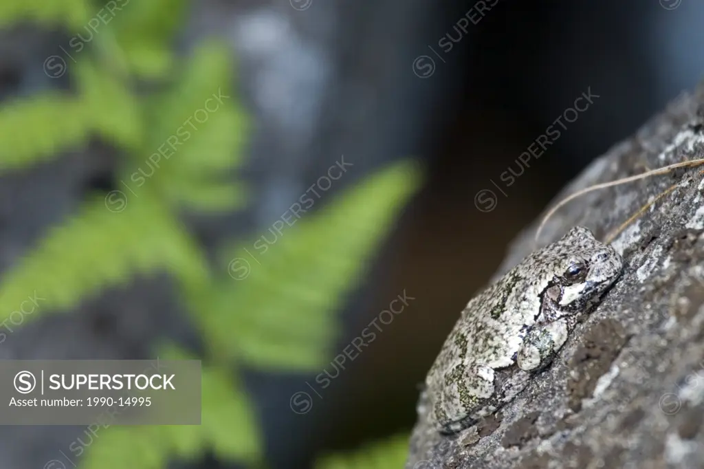 Frog Anura blending in with rock it´s perched on, Atikokan, Ontario, Canada
