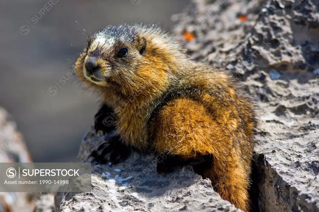 Hoary marmot Marmota caligata, Canadian Rocky Mountains, Alberta, Canada