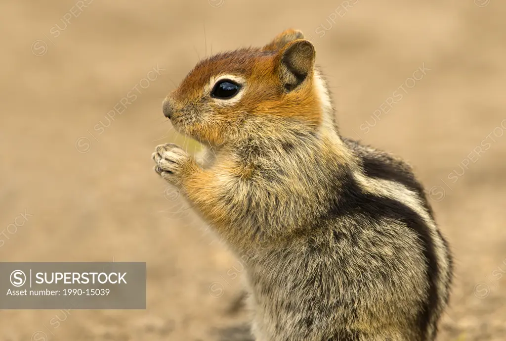 Golden_mantled ground squirrel Spermophilus lateralis at Deschutes National Forest, Oregon, USA