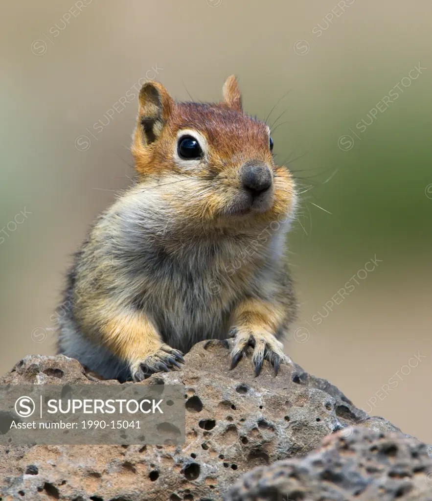 Golden_mantled ground squirrel Spermophilus lateralis at Deschutes National Forest, Oregon, USA