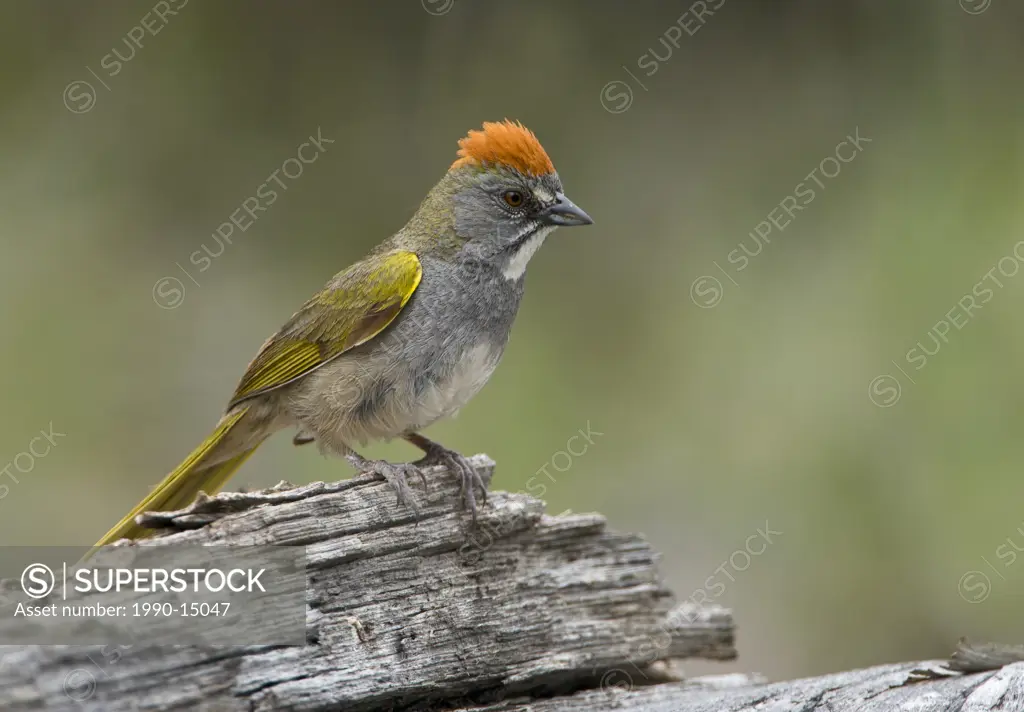 Green_tailed towhee Pipilo chlorurus perched on log in Deschutes National Forest, Oregon, USA