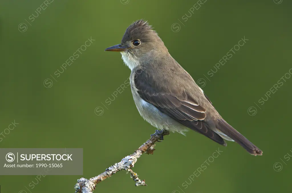 Olive_sided flycatcher Contopus cooperi perched on Garry oak branch at Observatory Hill, Saanich, British Columbia, Canada
