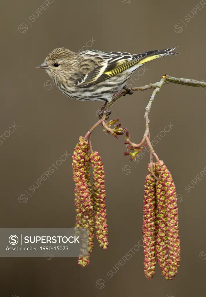 Pine siskin Carduelis pinus perched on Alder tree catkins in Victoria, Vancouver Island, British Columbia, Canada