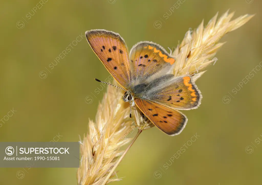 Purplish copper Lycaena helloides on tall grass in Mount Tolmie Park, Saanich, British Columbia, Canada