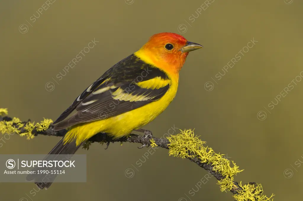 Western tanager Piranga ludoviciana on perch at Deschutes National Forest, Oregon, USA