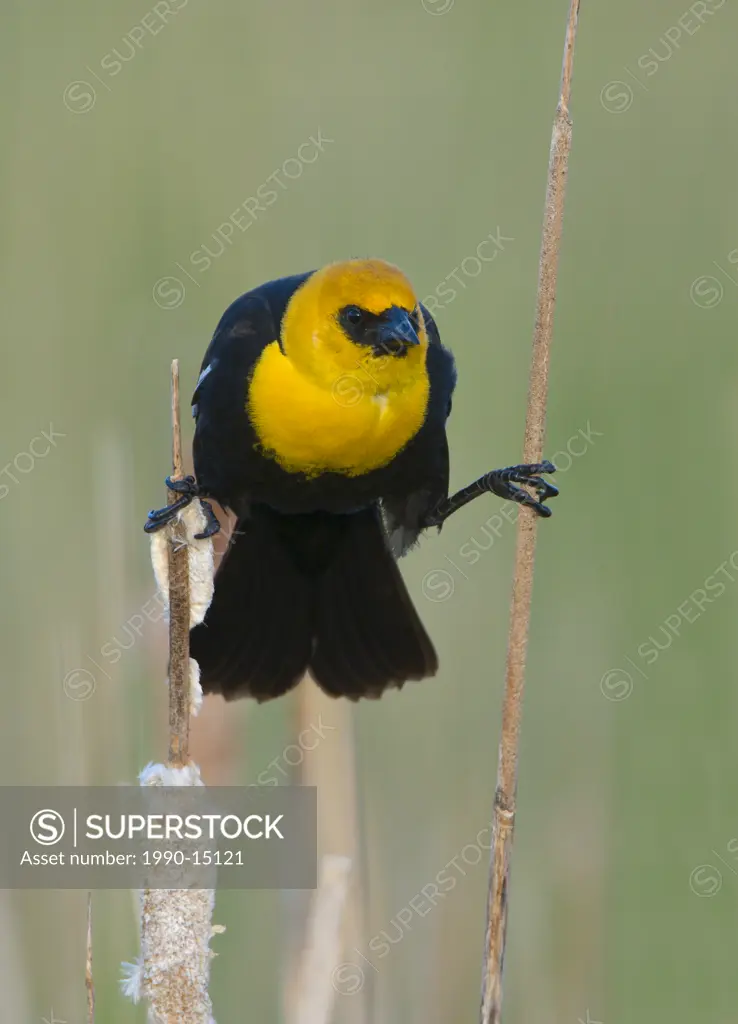 Yellow_headed blackbird Xanthocephalus xanthocephalus perched on bullrush, Moses Lake area, Washington, USA