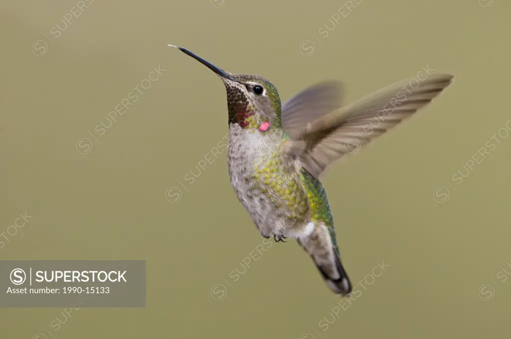 Anna´s hummingbird Calypte anna in flight in Victoria, Vancouver Island, British Columbia, Canada
