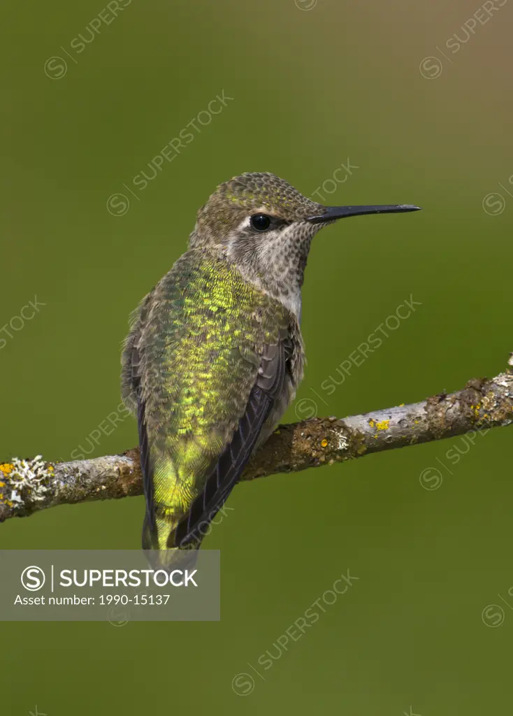 Female Anna´s hummingbird Calypte anna on perch in Victoria, Vancouver Island, British Columbia, Canada