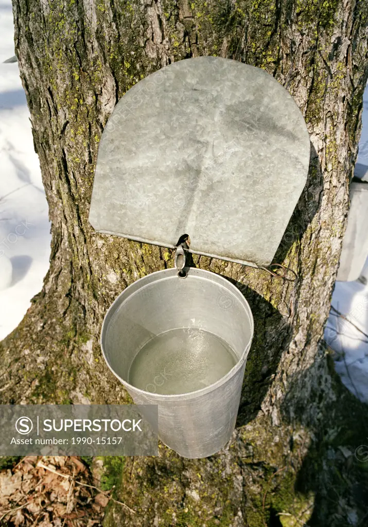 Receptive container for maple sugar attached to a tree at a sugar shack, Brome_Missisquoi, Quebec, Canada