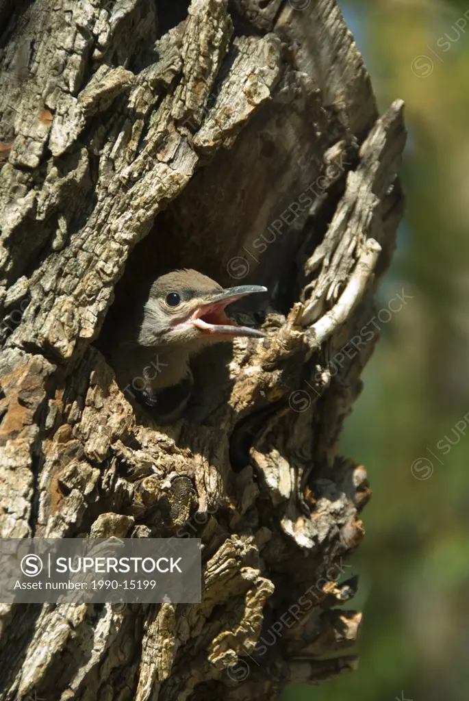 A Red_shafted flicker peers out from a nest at Okanagan Falls Provincial Park in British Columbia, Canada