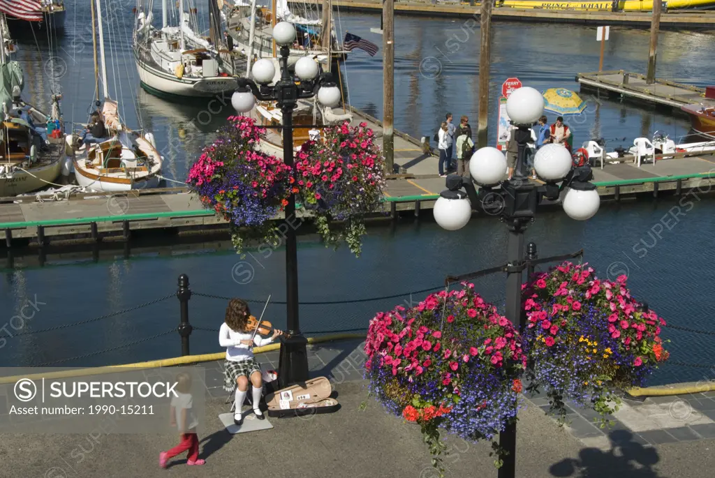 A young fiddler plays beneath flowering hanging baskets at Victoria Harbour, Vancouver Island, British Columbia, Canada