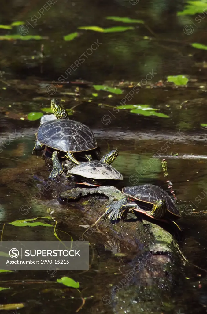 Western painted turtles Chrysemys picta bask in the sun at Vaseux Lake Provincial Park in the Okanagan region of British Columbia, Canada
