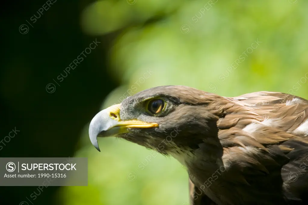 The Golden Eagle Aquila chrysaetos one of the largest birds of prey, common in Western North America is also one of the best_known raptors in the Nor...