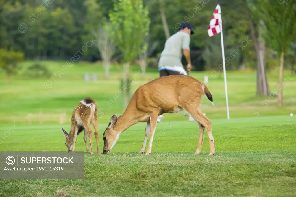 The Columbian black_tailed deer Odocoileus hemionus columbianus on golf course, Comox Valley, Vancouver Island, British Columbia, Canada