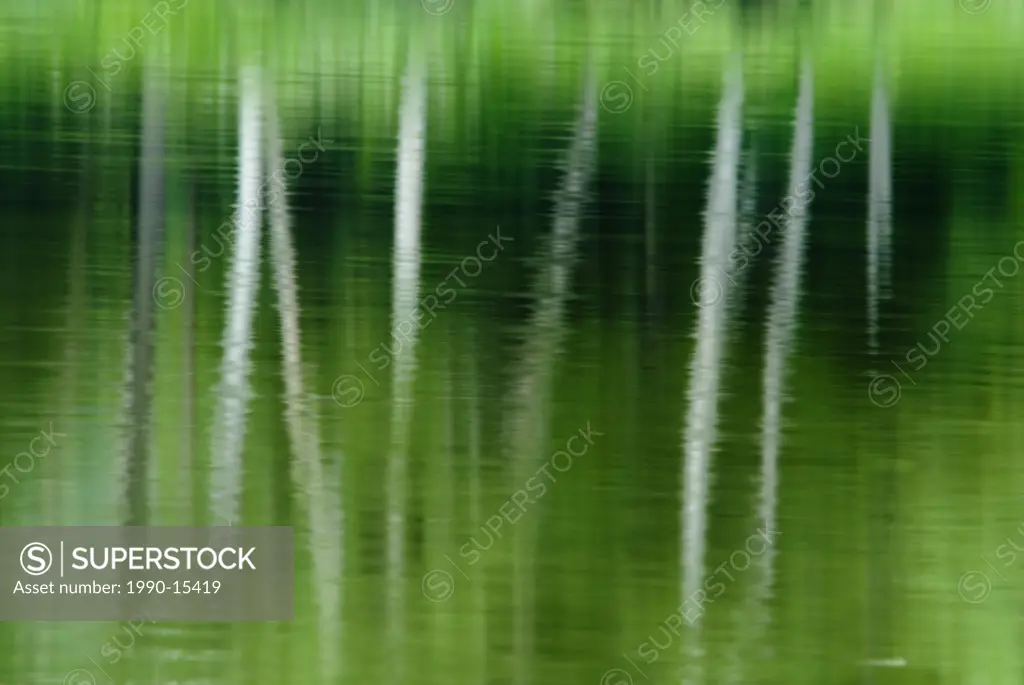 Abstract of trees reflecting in George Lake in Killarney Provincial Park, Ontario, Canada