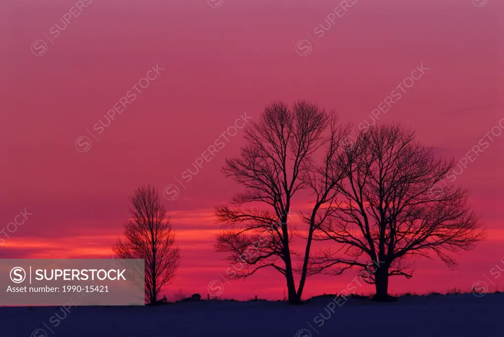 Winter trees at sunset near Bradford, Ontario, Canada
