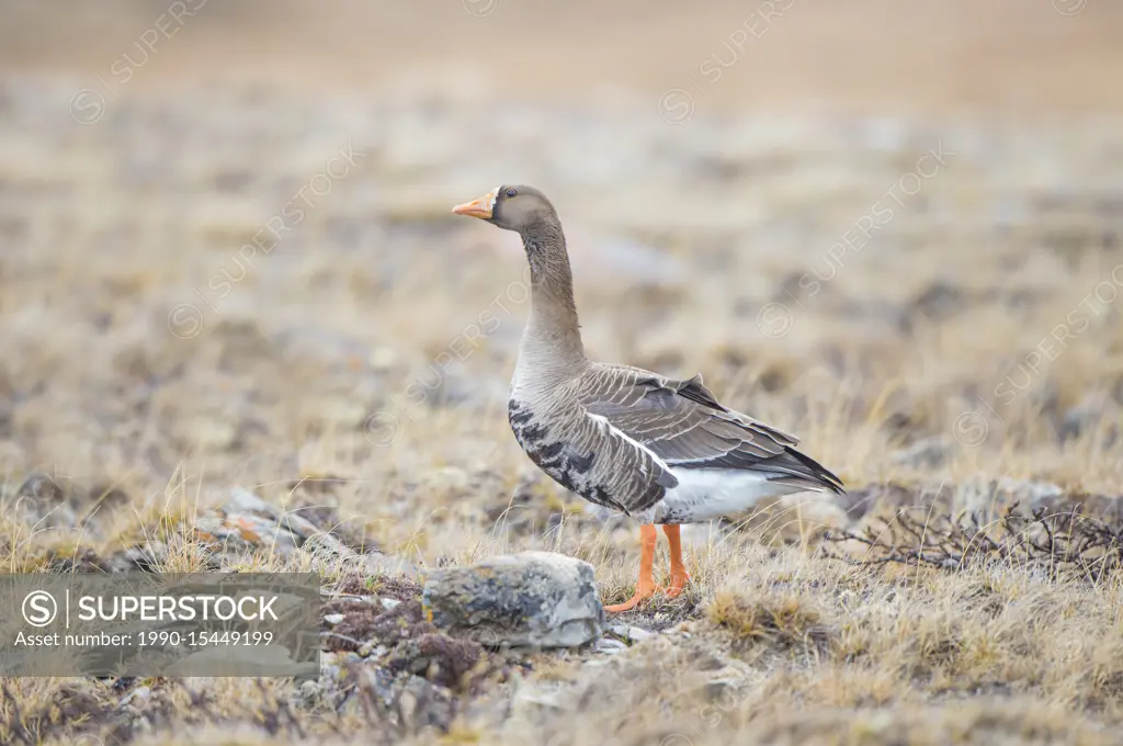 Adult greater white-fronted goose (Anser albifrons), Victoria Island, Nunavut, Arctic Canada