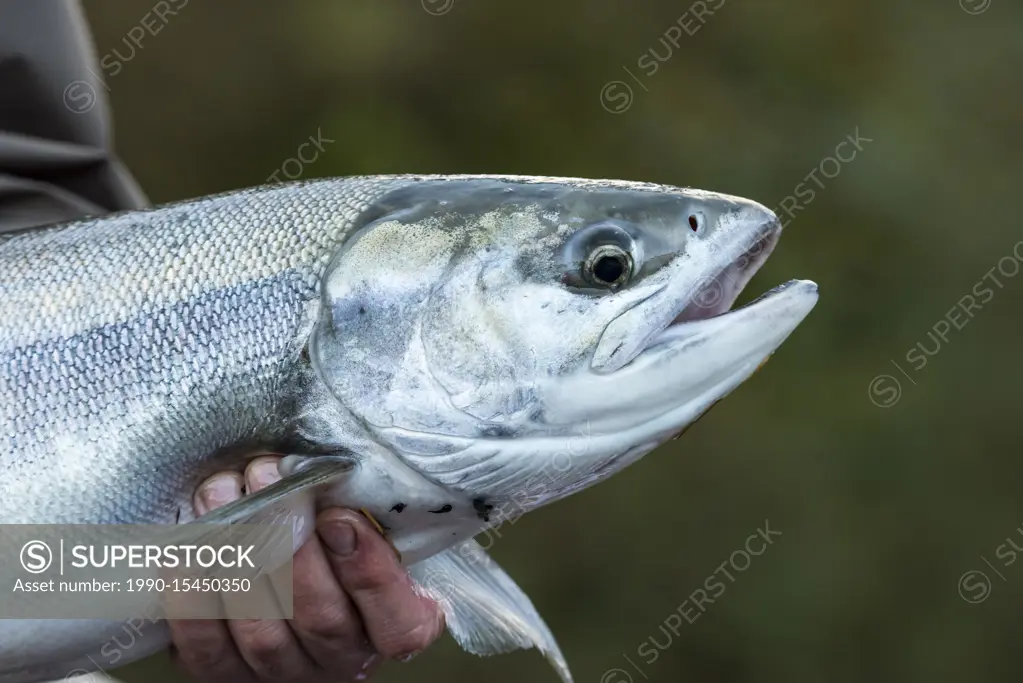 Chum salmon, (Oncorhynchus keta), Nitinat River, Vancouver Island, BC Canada