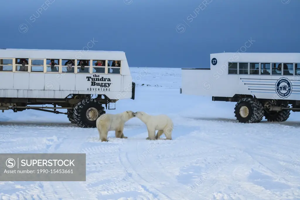 Polar Bear (Ursus maritimus) Individuals attracted to Frontiers North Cape Churchill lodge