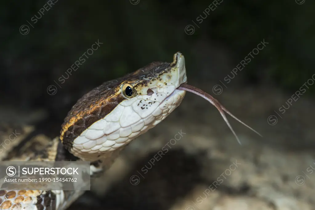 Sharp-nosed Viper (Deinagkistrodon acutus) - captive. Endemic to China, Taiwan, Vietnam, and Laos.