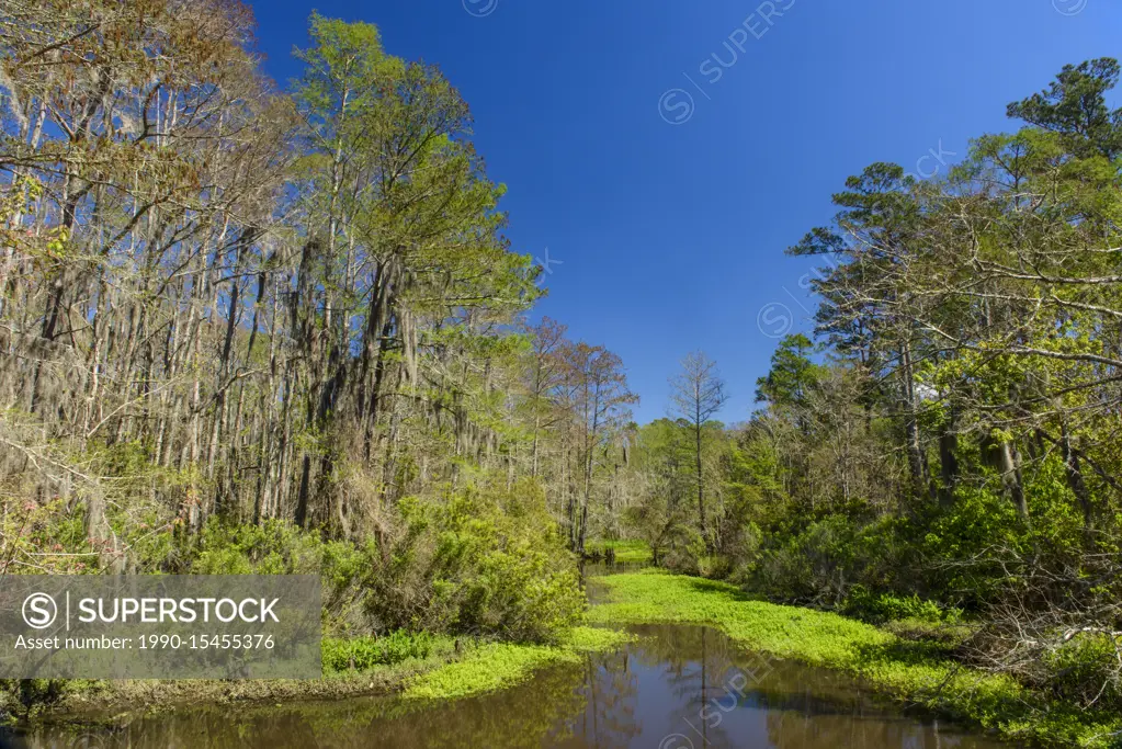 Spring trees in a bayou, Mandeville, Louisiana, USA