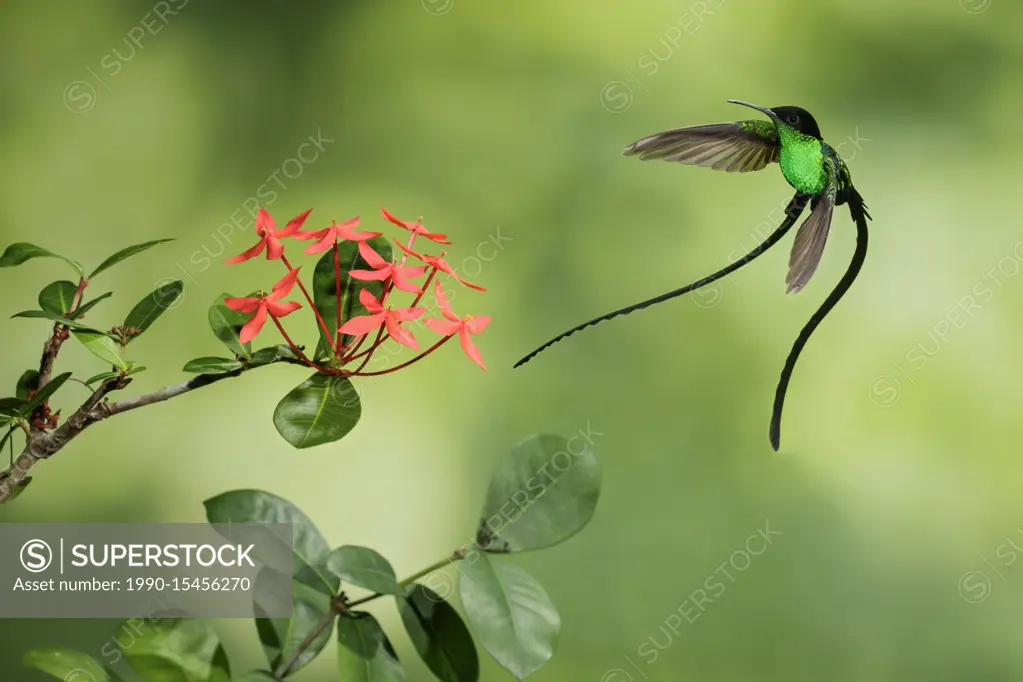 Black-billed Streamertail (Trochilus polytmus scitulus) flying while feeding at a flower in Jamiaca.