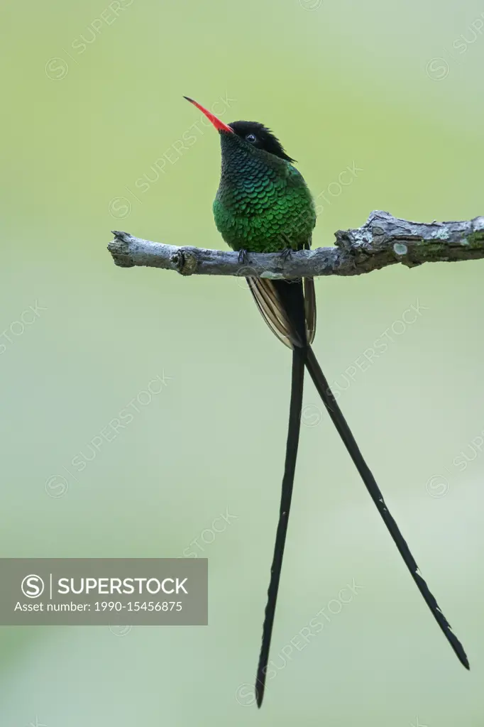 Red-billed Streamertai (Trochilus polytmus polytmus) perched on a branch in Jamaica in the Caribbean.