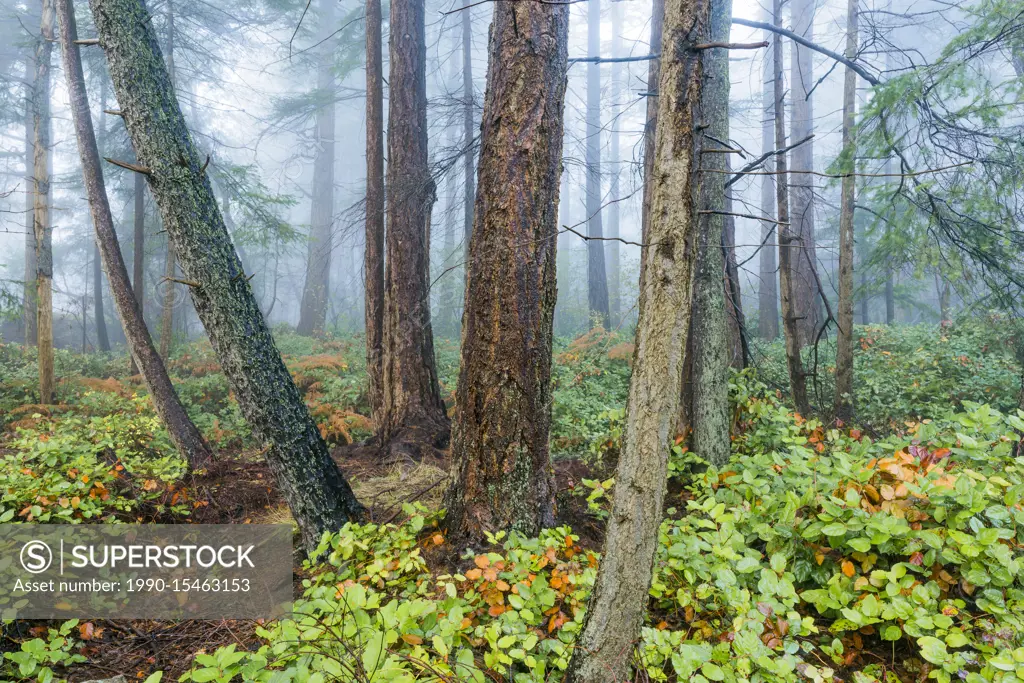 Fog in the forest, Lighthouse Park, West Vancouver, British Columbia, Canada.
